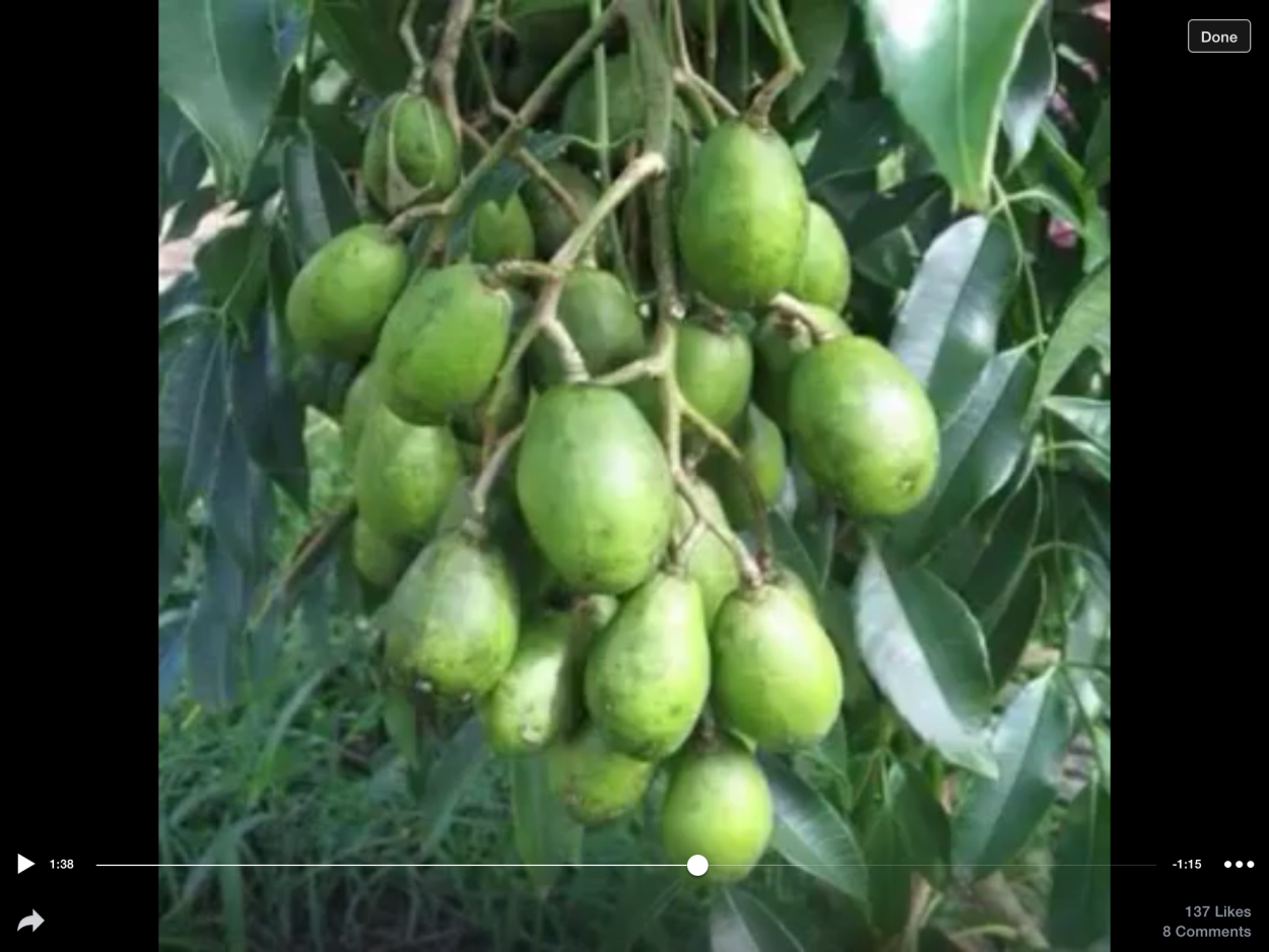 Амбрелла фрукт