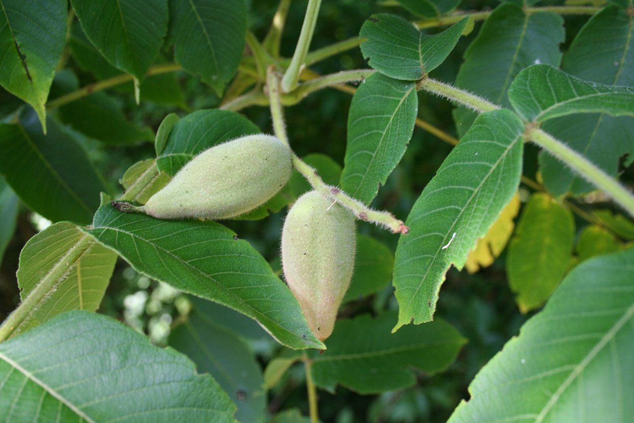 Орех маньчжурский (Juglans nigra l.)