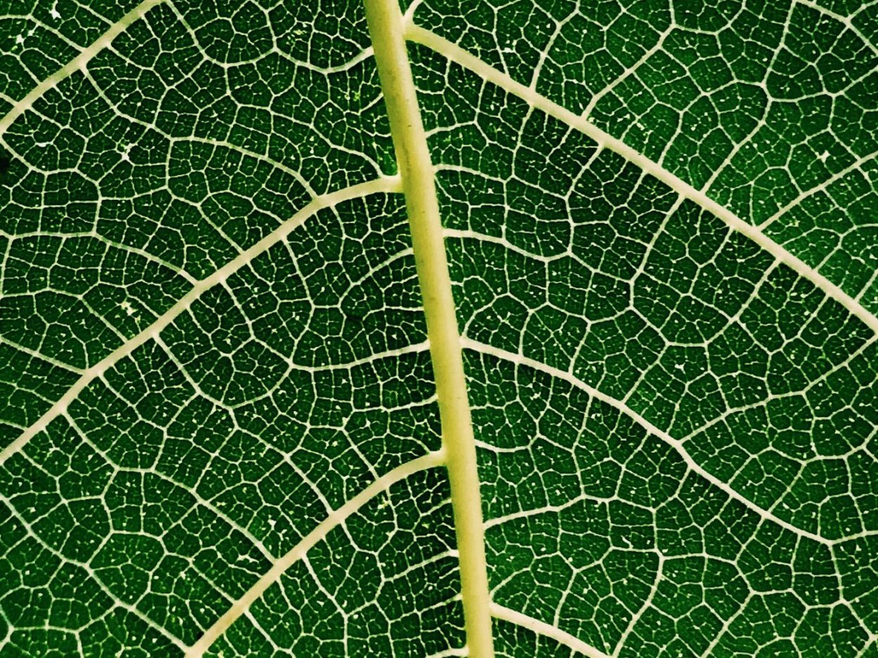 Листья фото