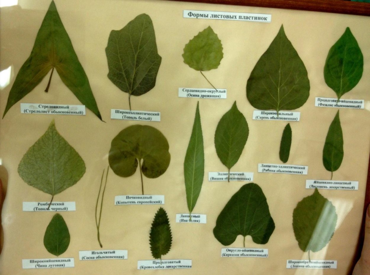 Название деревьев по листьям