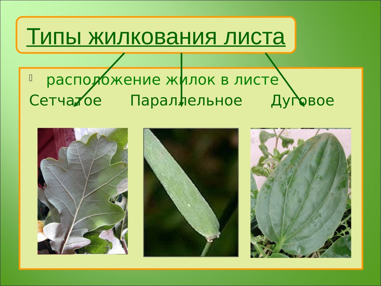 Красивые зеленые листья