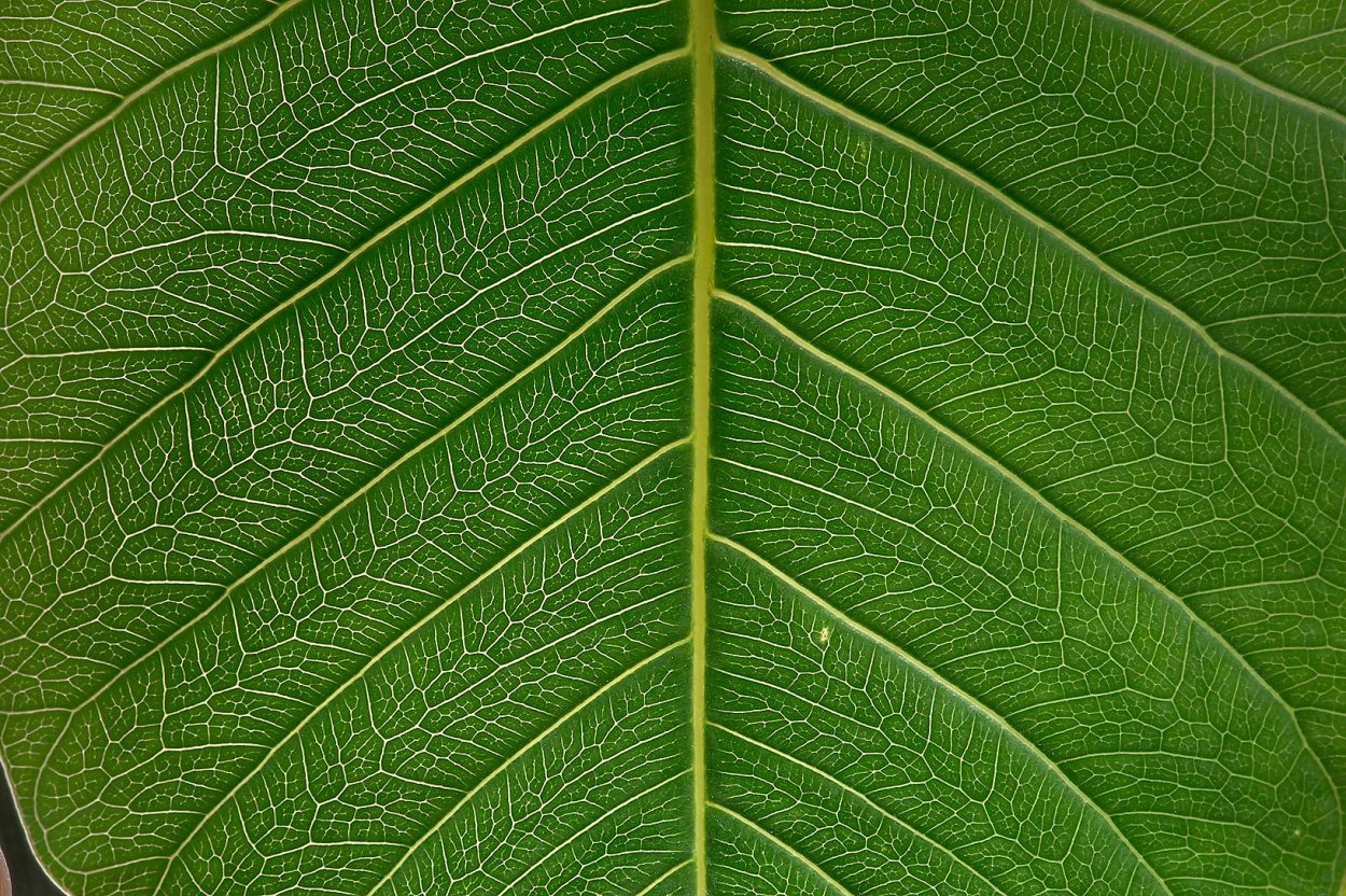 Густые листья