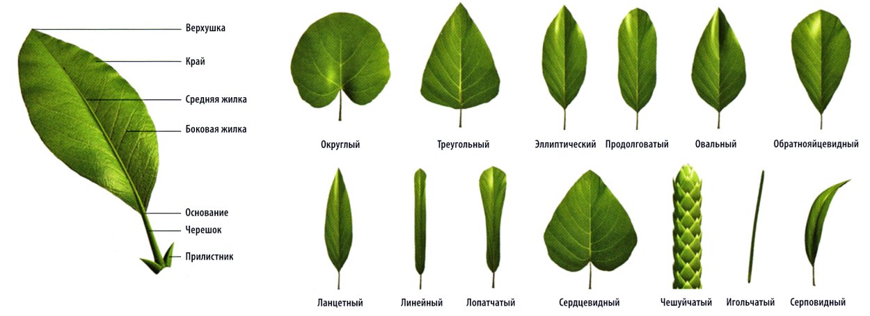 Листья деревьев и кустарников