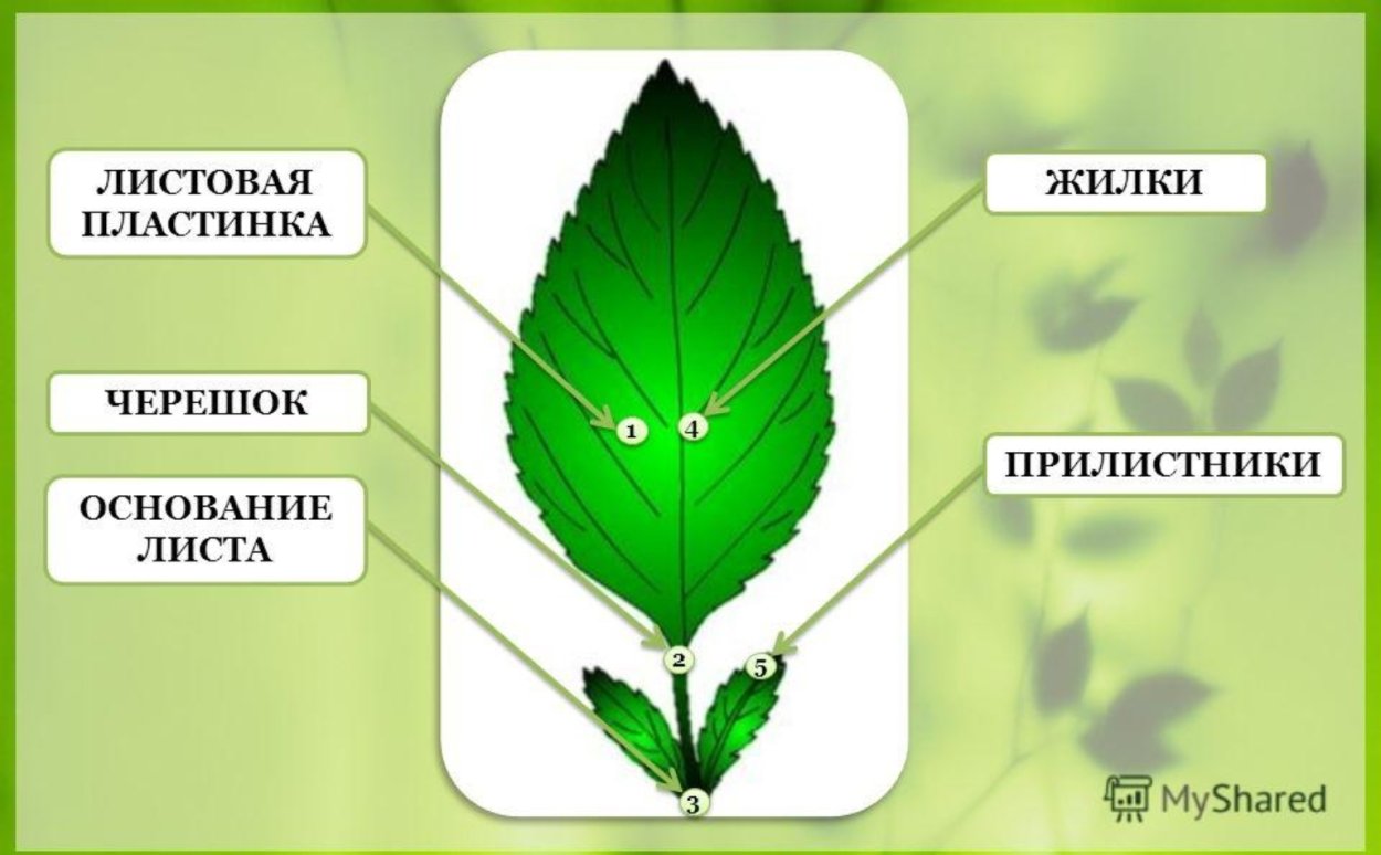 Красивые листья