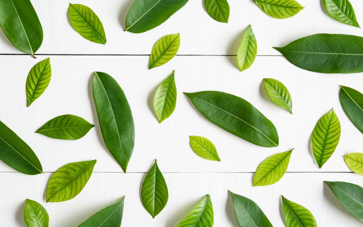 Жилкование листа шиповника