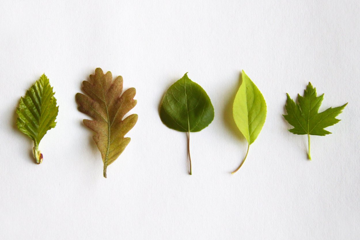 Внешнее строение листа схема