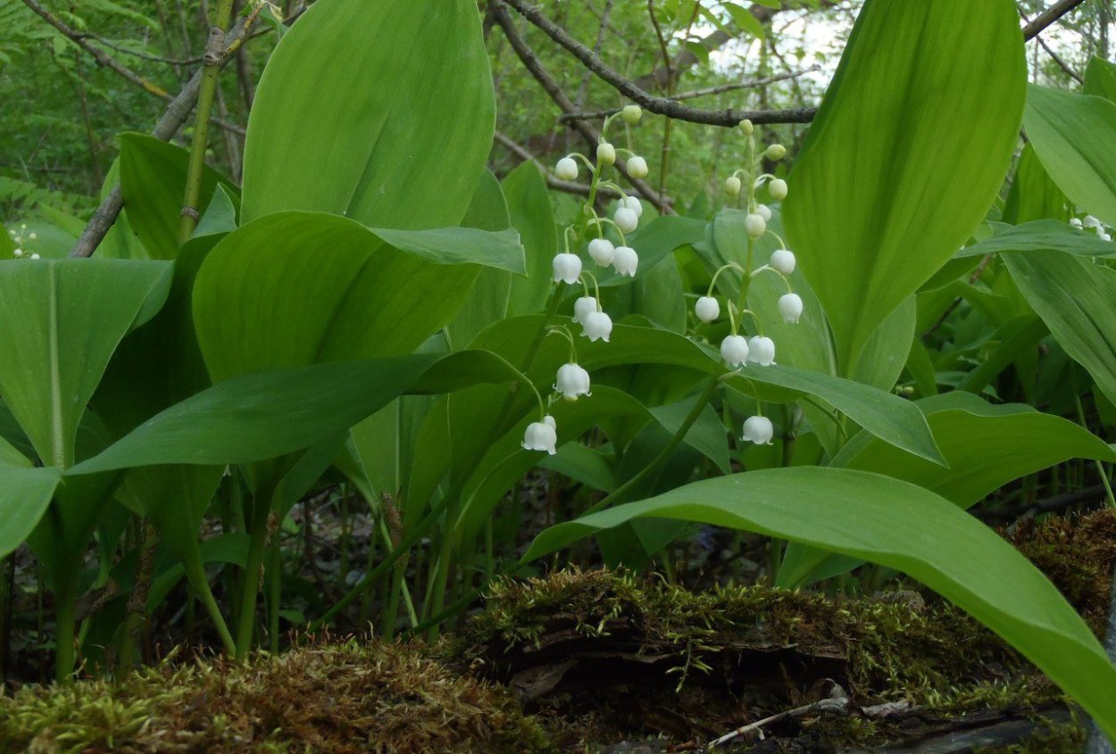 Ландыш Майский Нургуш