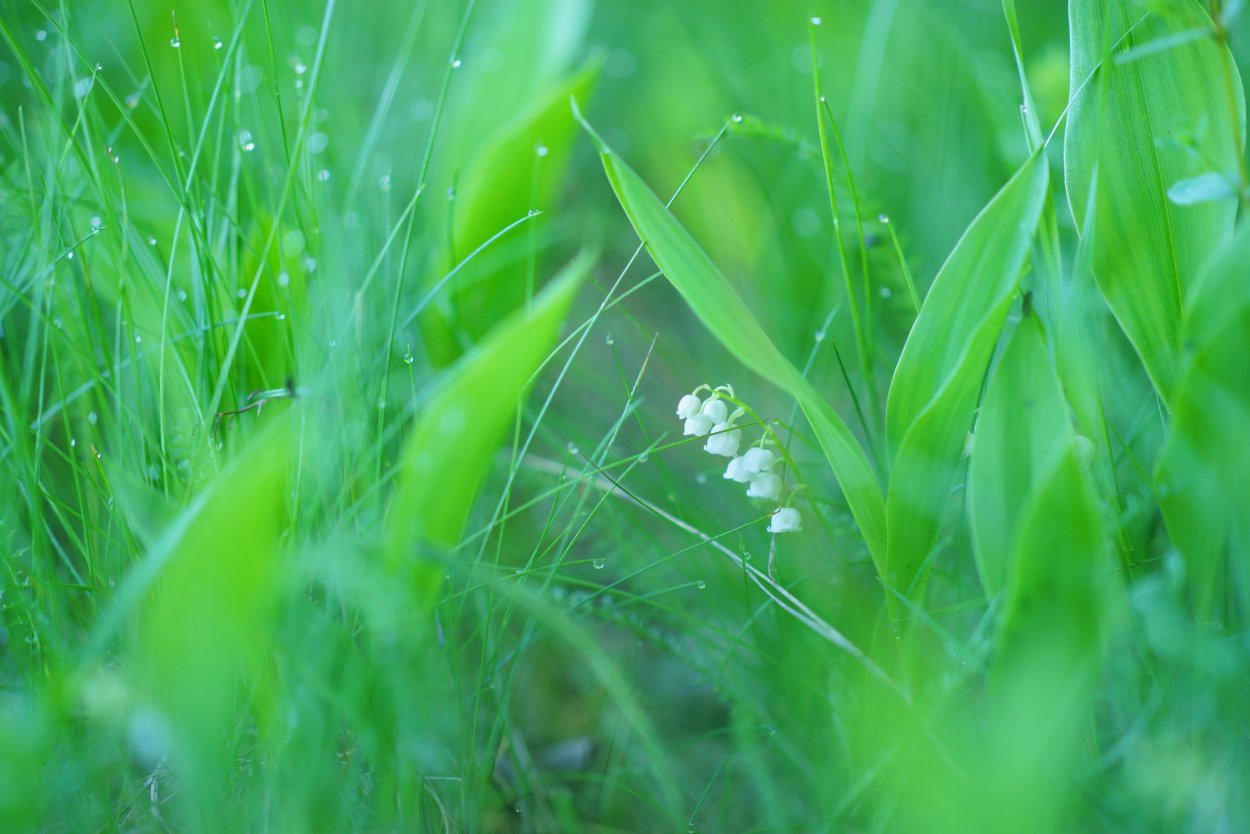 Ландыши в природе на полянке