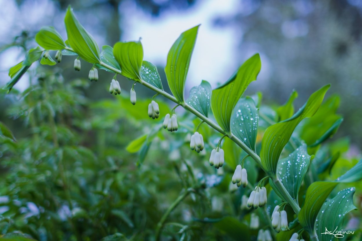 Ландыш Лесной