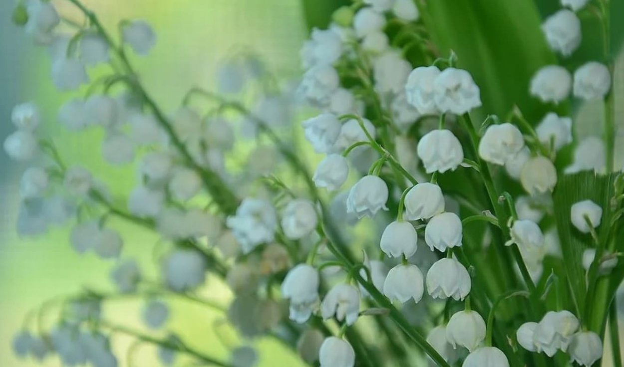 Картинки на рабочий стол Ландыши