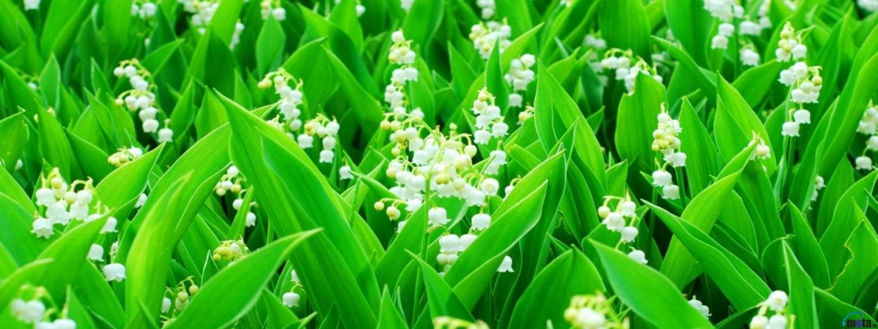 Красивая Поляна ландышей