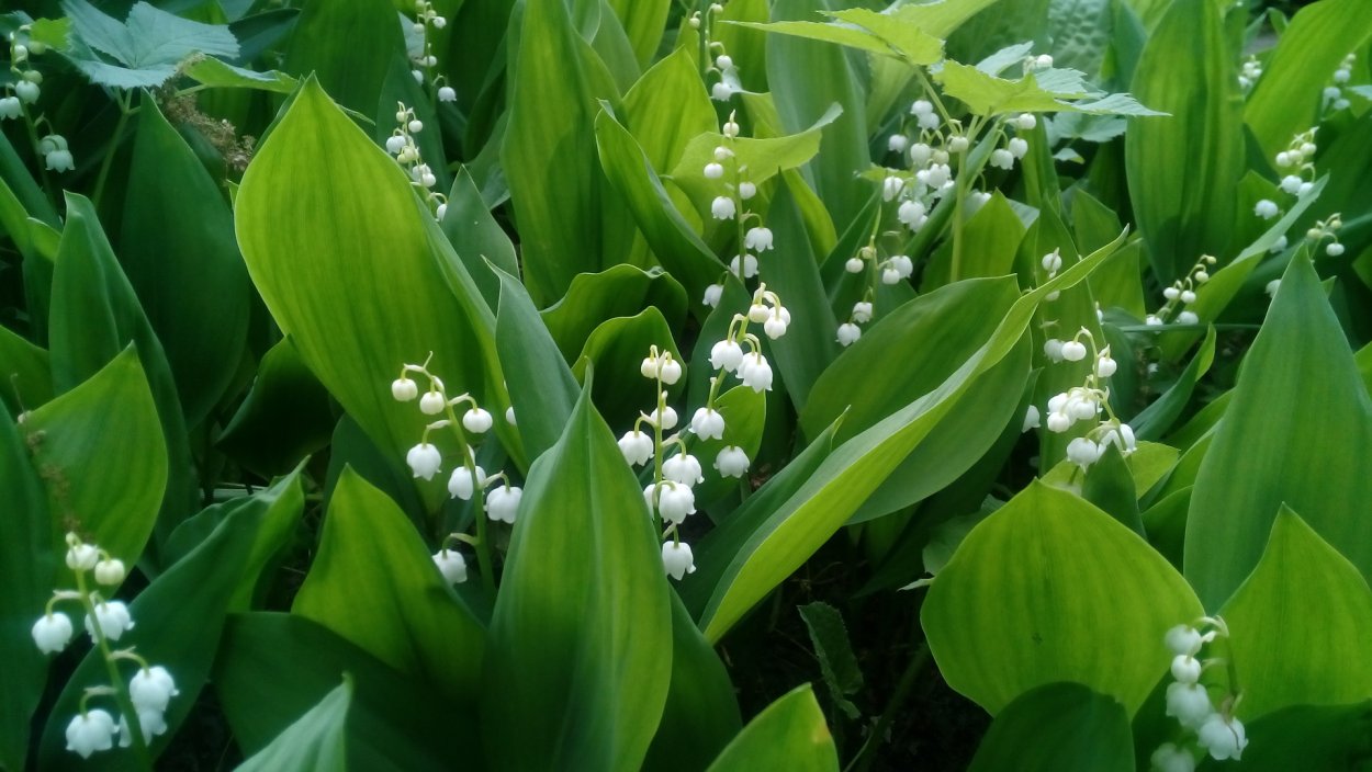 Ландыш Майский "grandiflora"