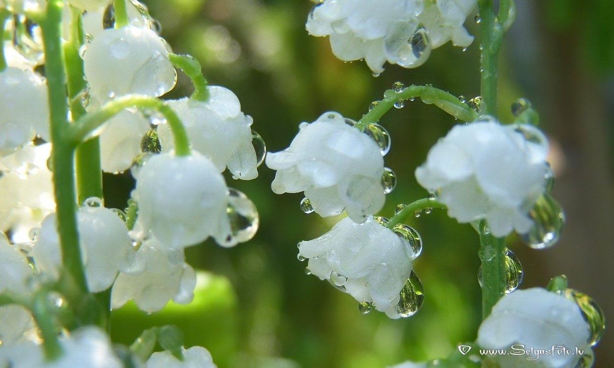 Ландыши с капельками росы