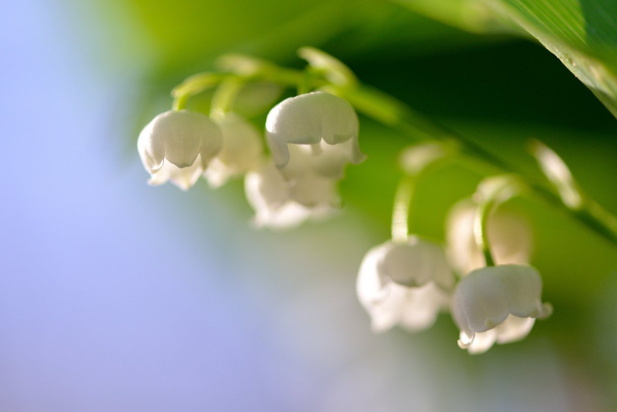 Ландыш цветок макро