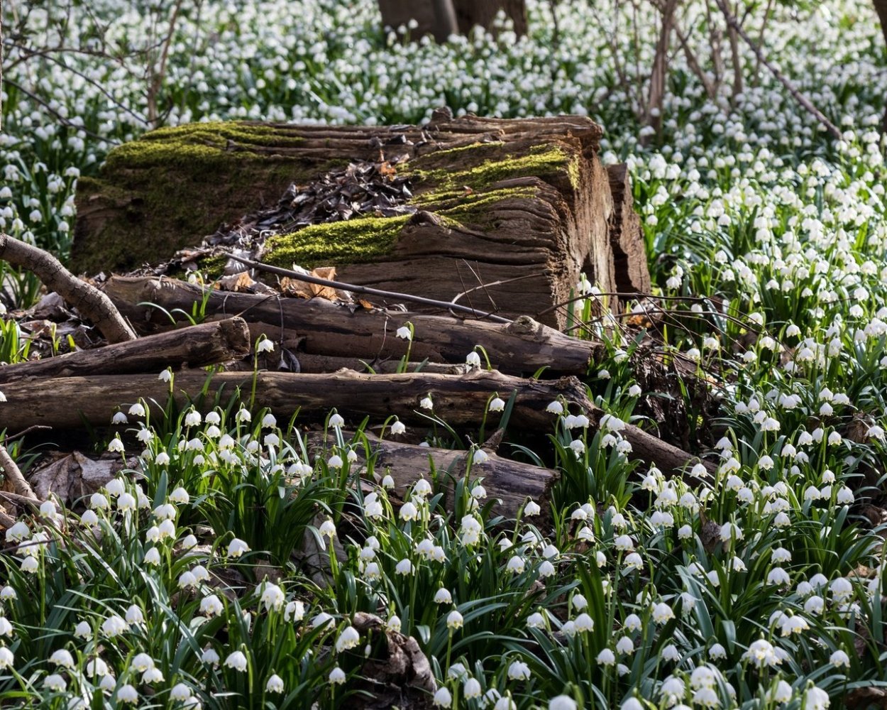 Поляна цветущей пролески