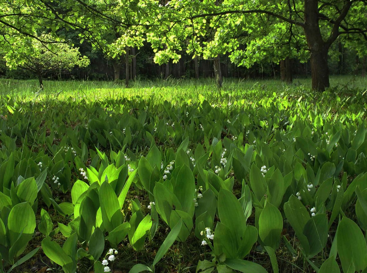 Ландыш Майский в лесу