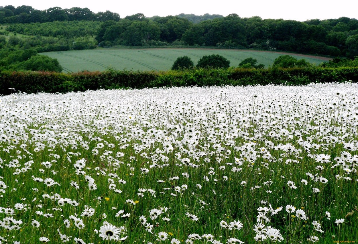Поле ромашек
