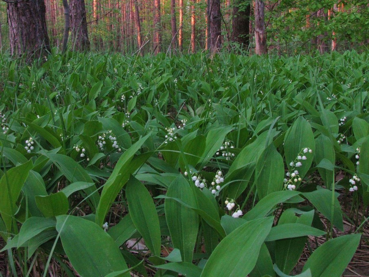 Ландыш Майский в лесу