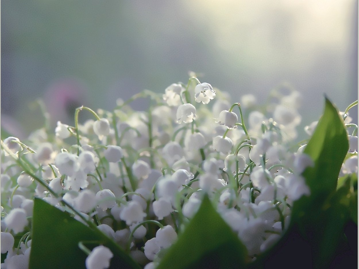 Ландыш серебристый