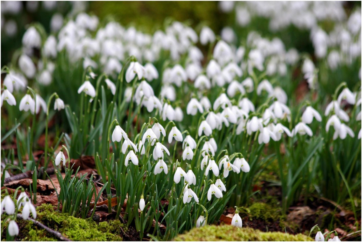 Поле подснежников
