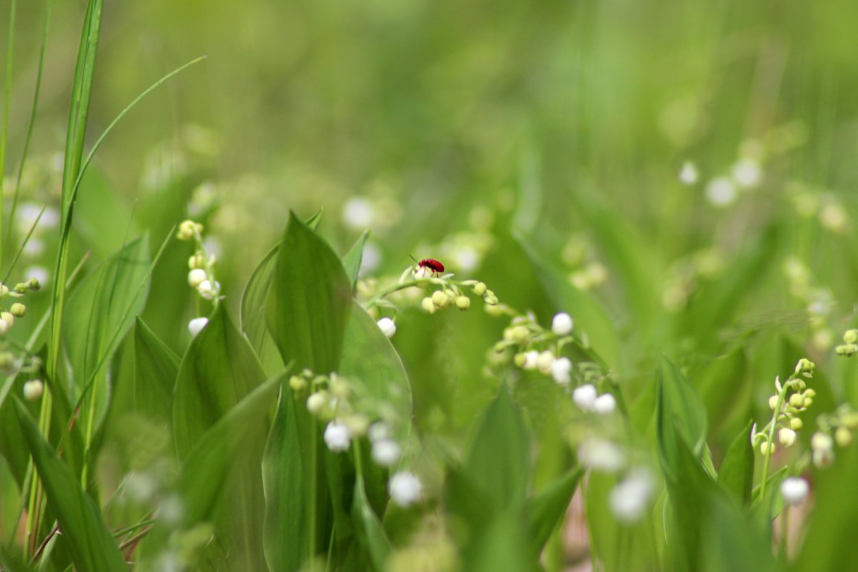 Полянка ландышей