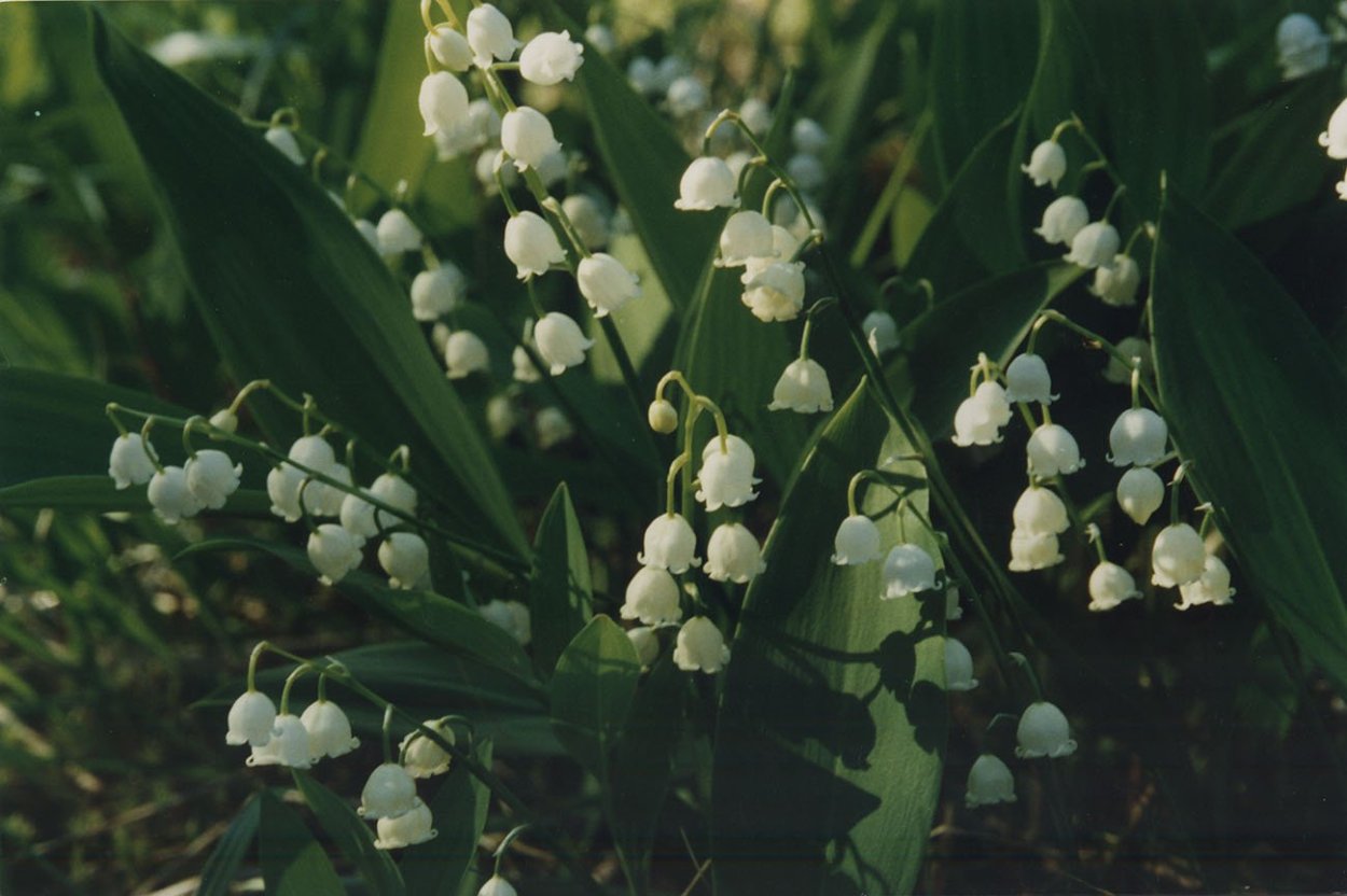 Ландыш Майский в лесу