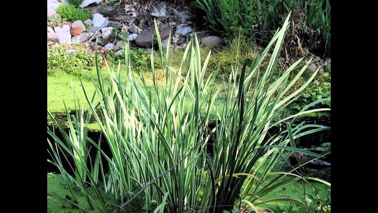АИР Acorus Calamus variegatus