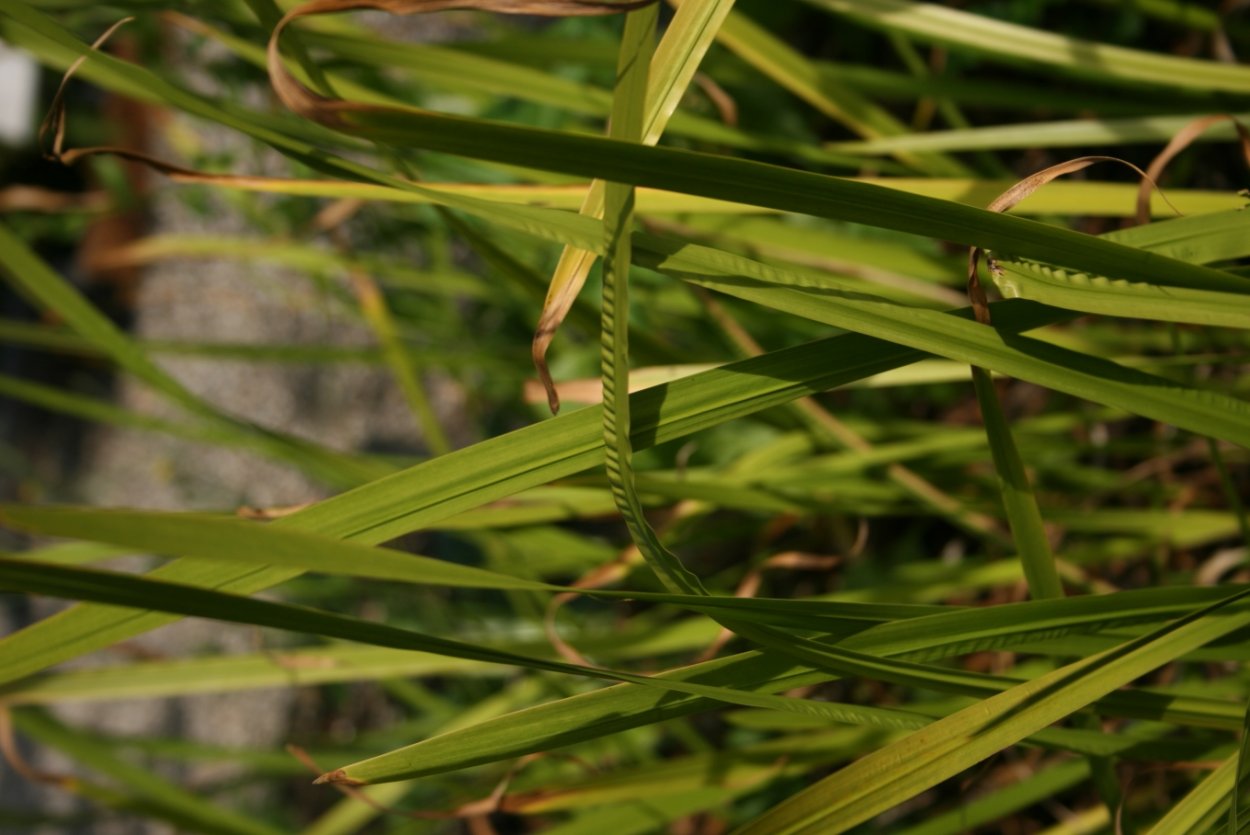 Calamus Caesius