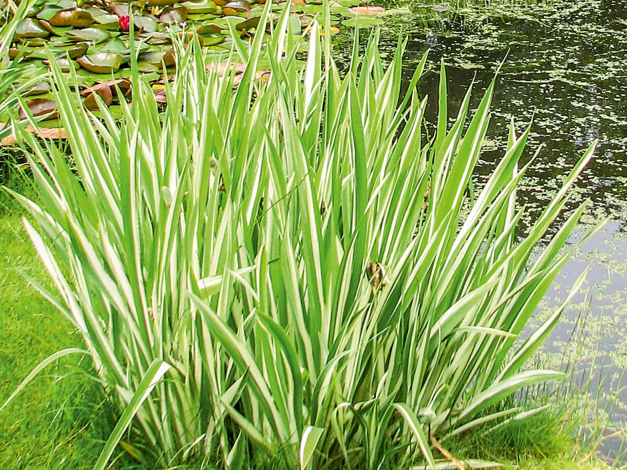 АИР болотный Вариегата