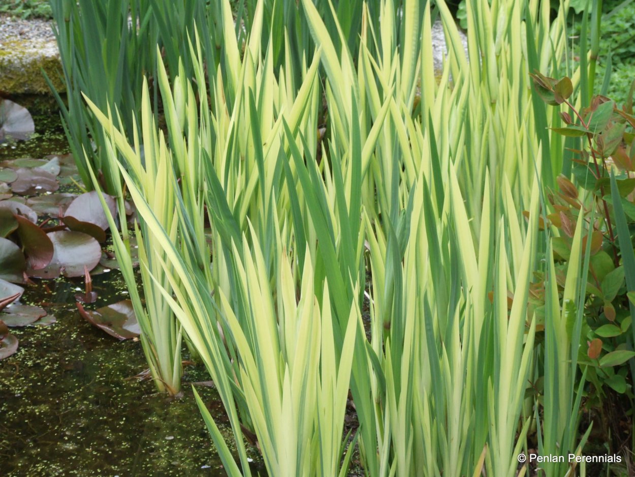 Ирис болотный Вариегата