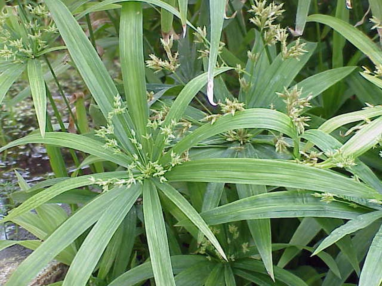 Cyperus diffusus