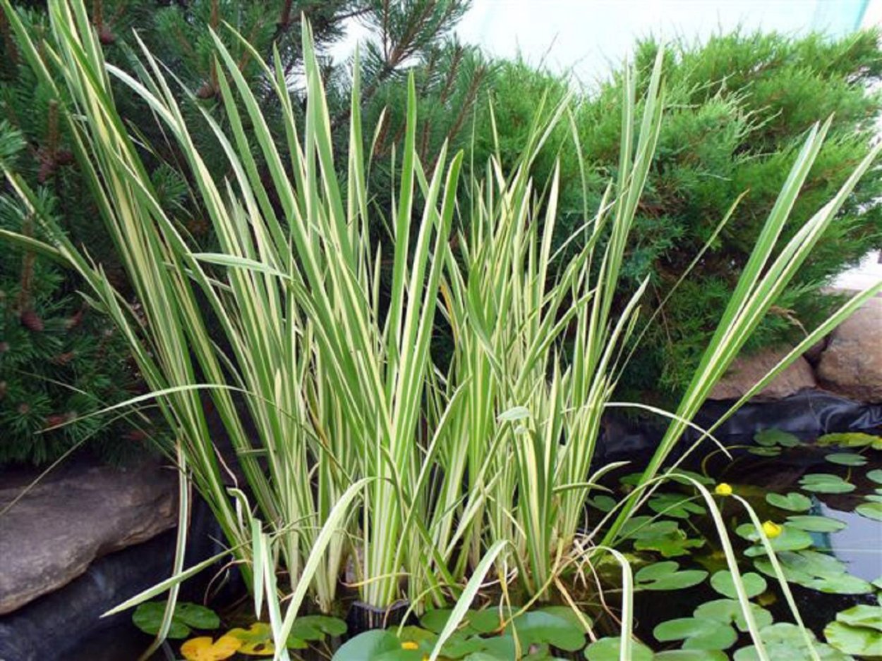 АИР болотный Вариегата