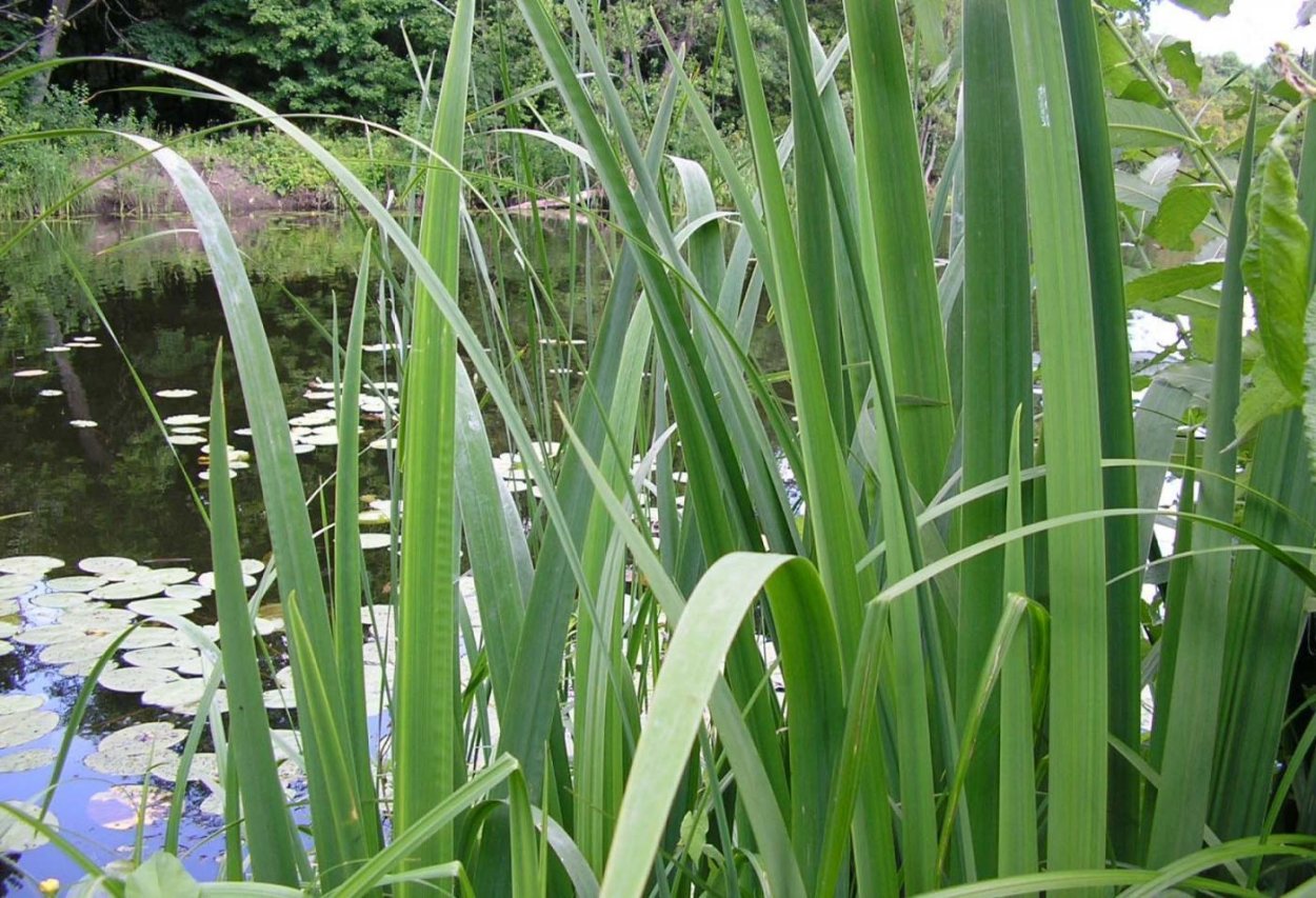 АИР болотный и камыш