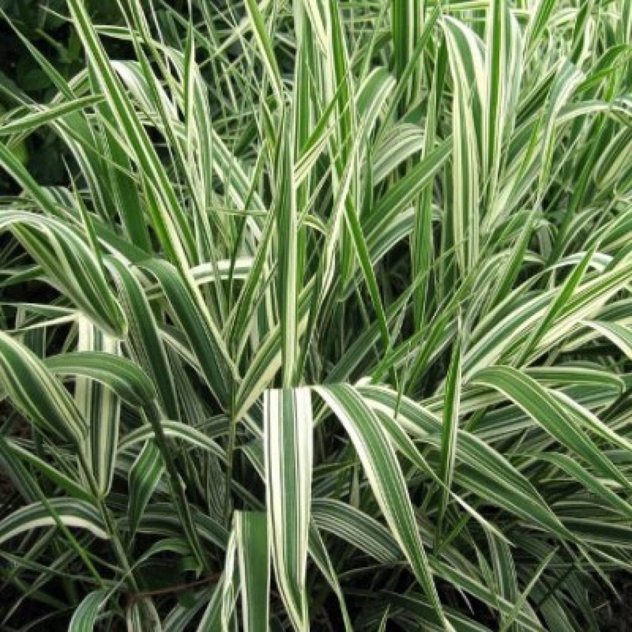 Хлорофитум панданус