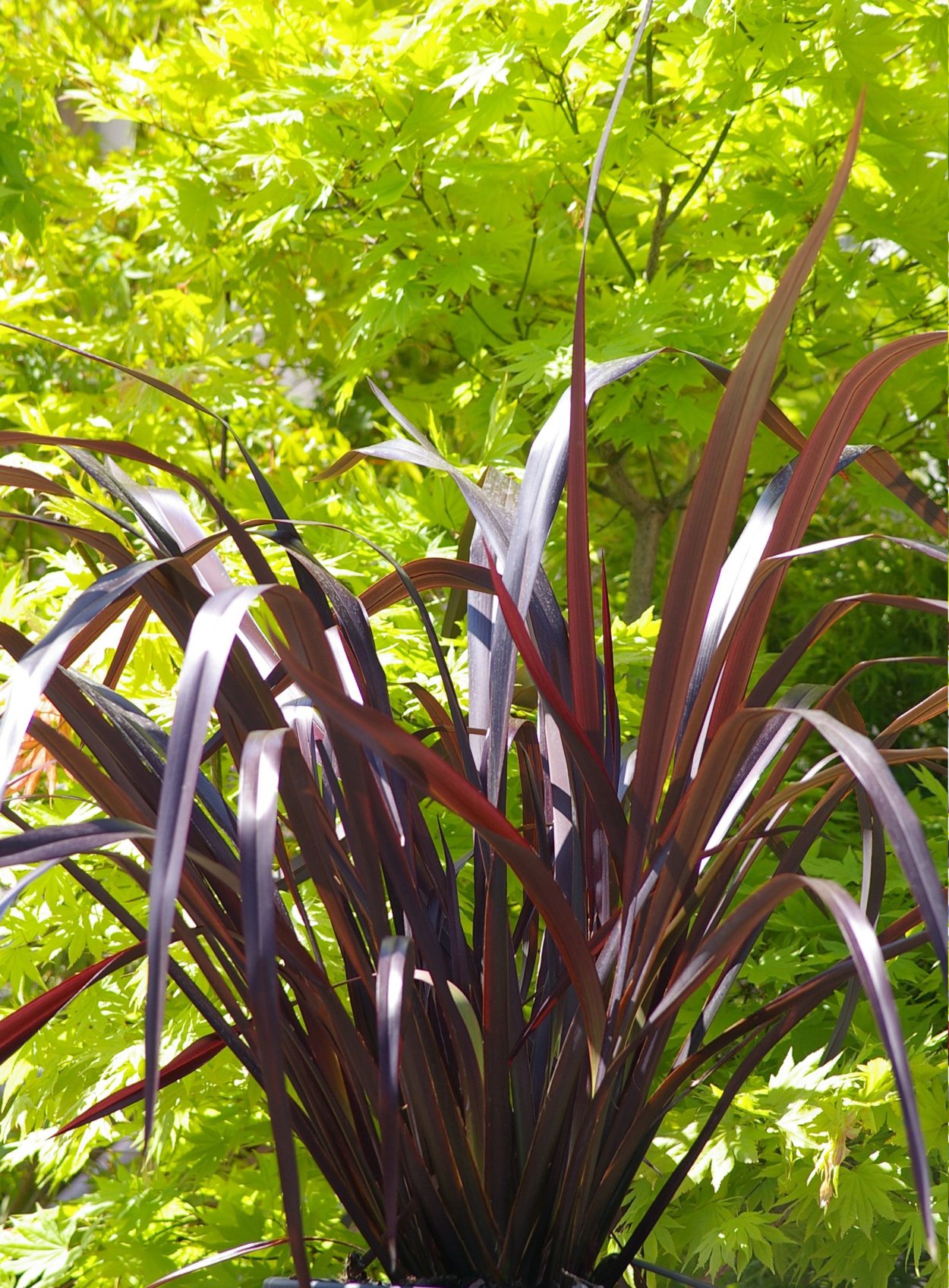 Формиум пурпурный зимостойкость