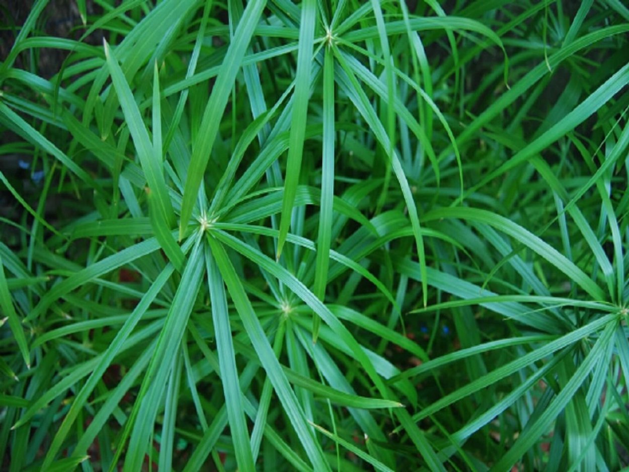 Циперус очереднолистный