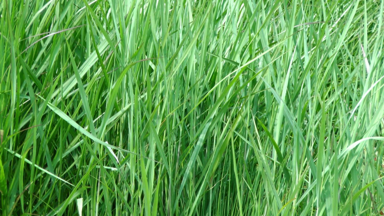 Dasylirion acrotrichum