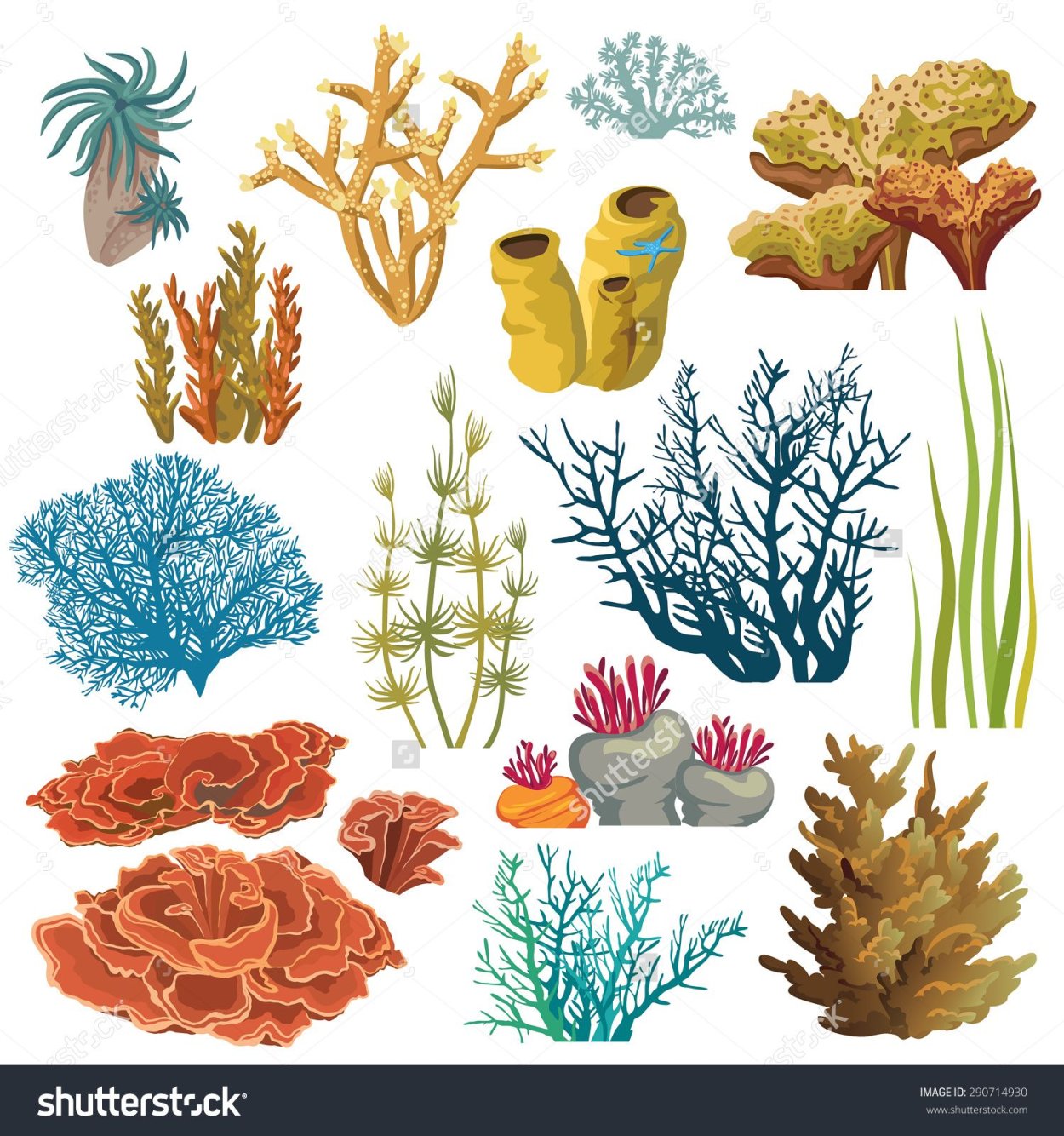 Морские растения для детей