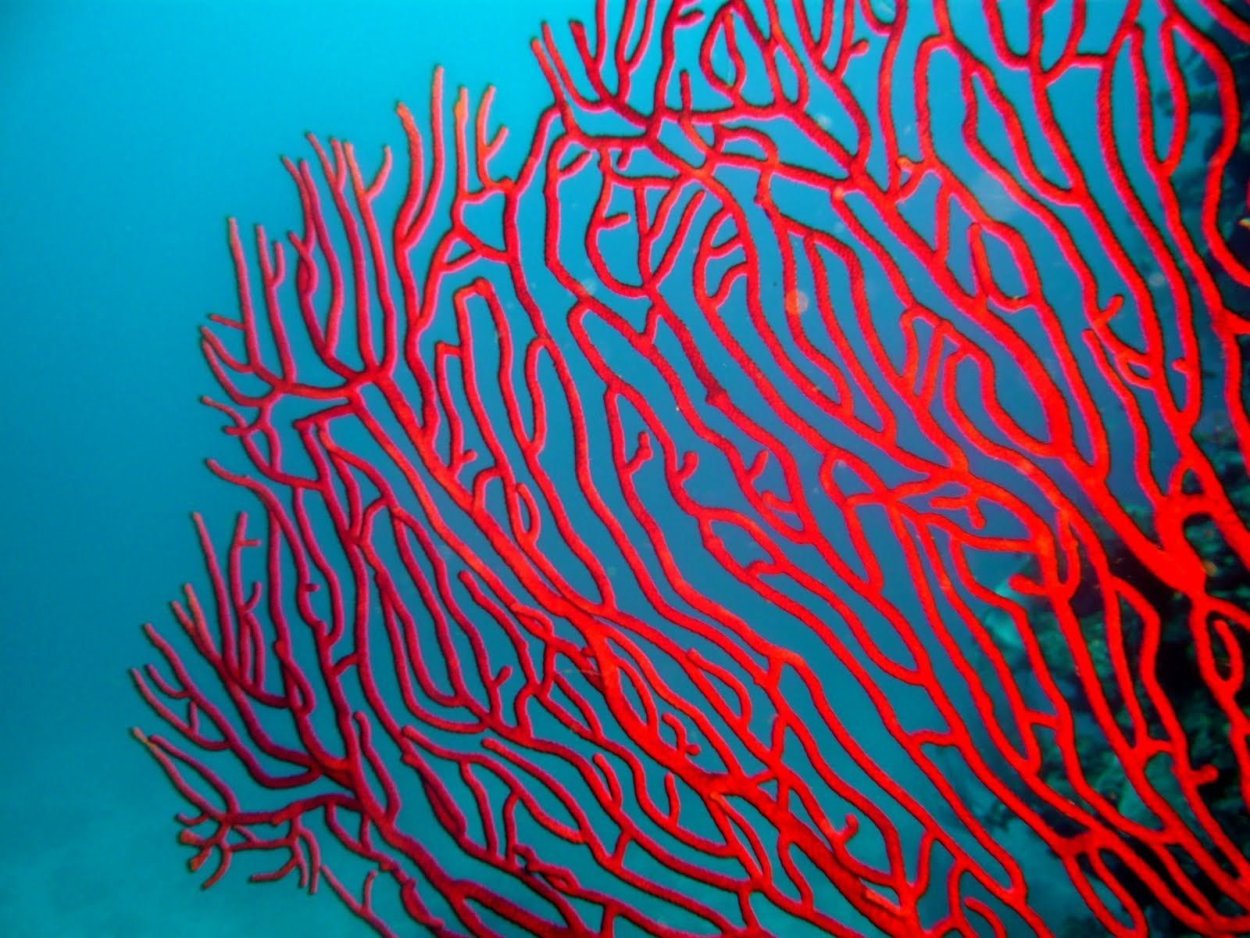 Кораллы фон