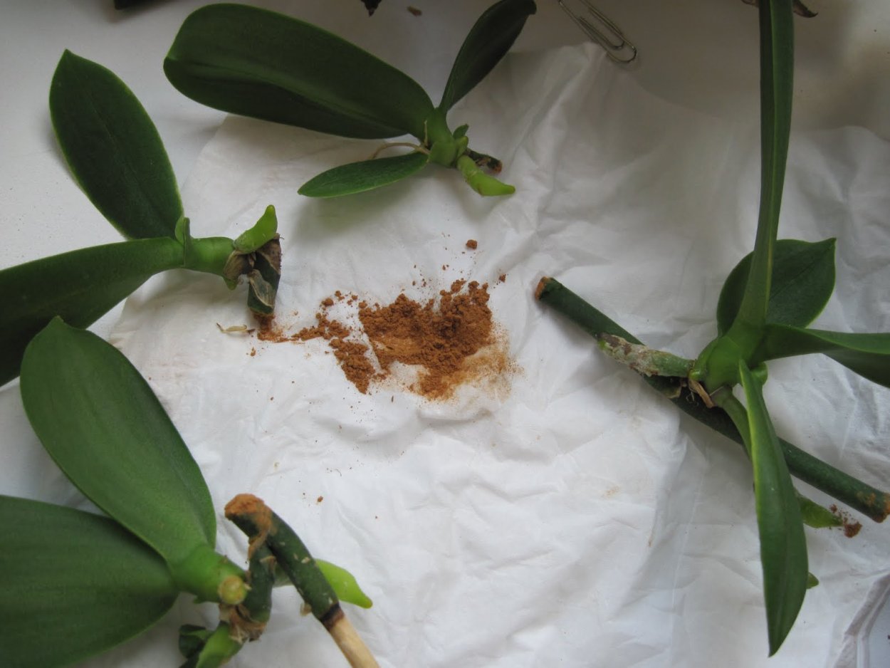 Размножение орхидеи цветоносом