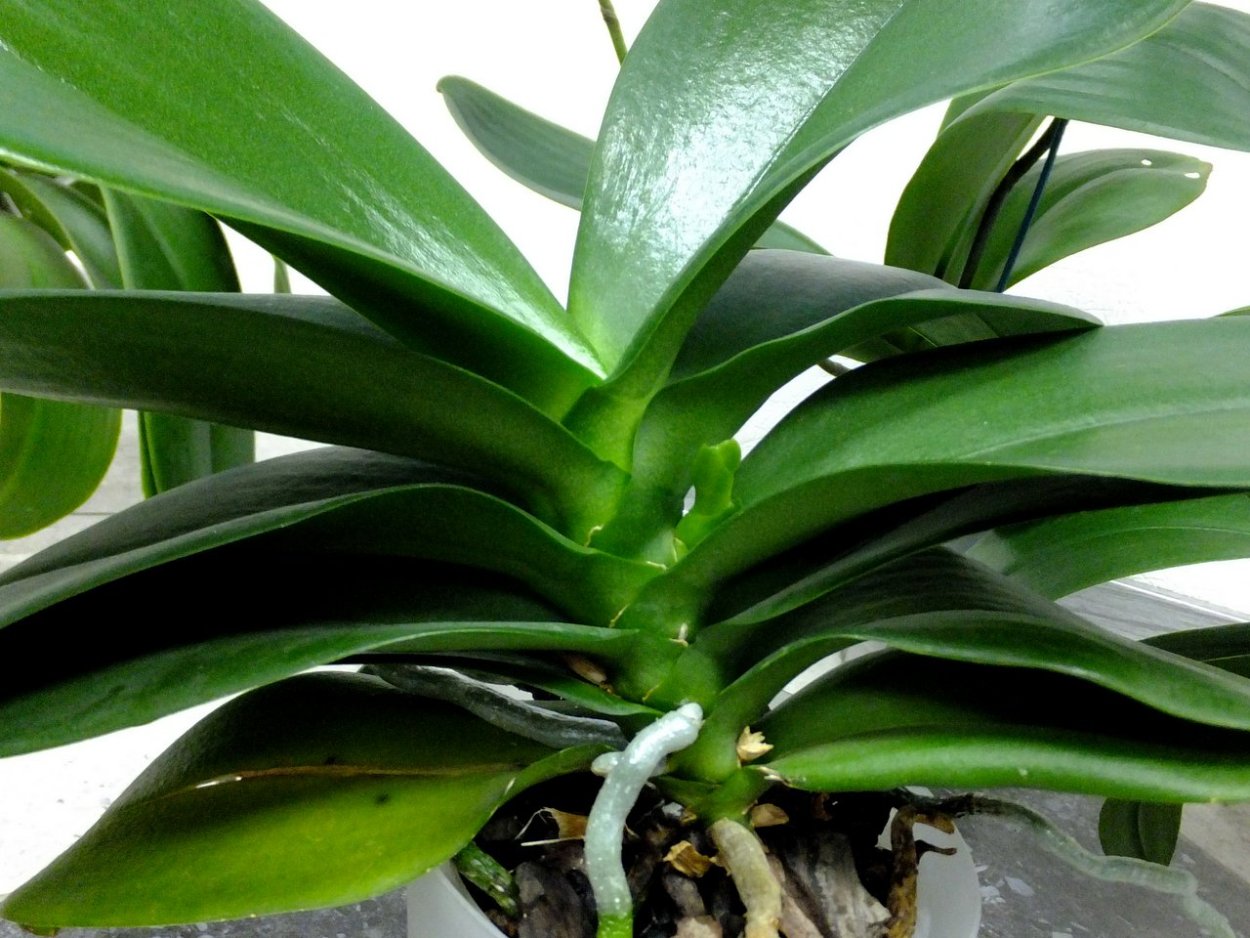 Орхидея Ванда в природе