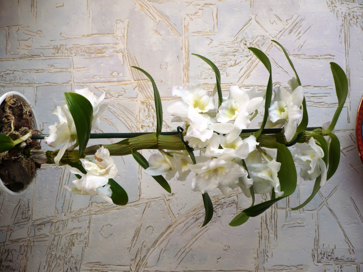 Фаленопсисы цветущие на дуге