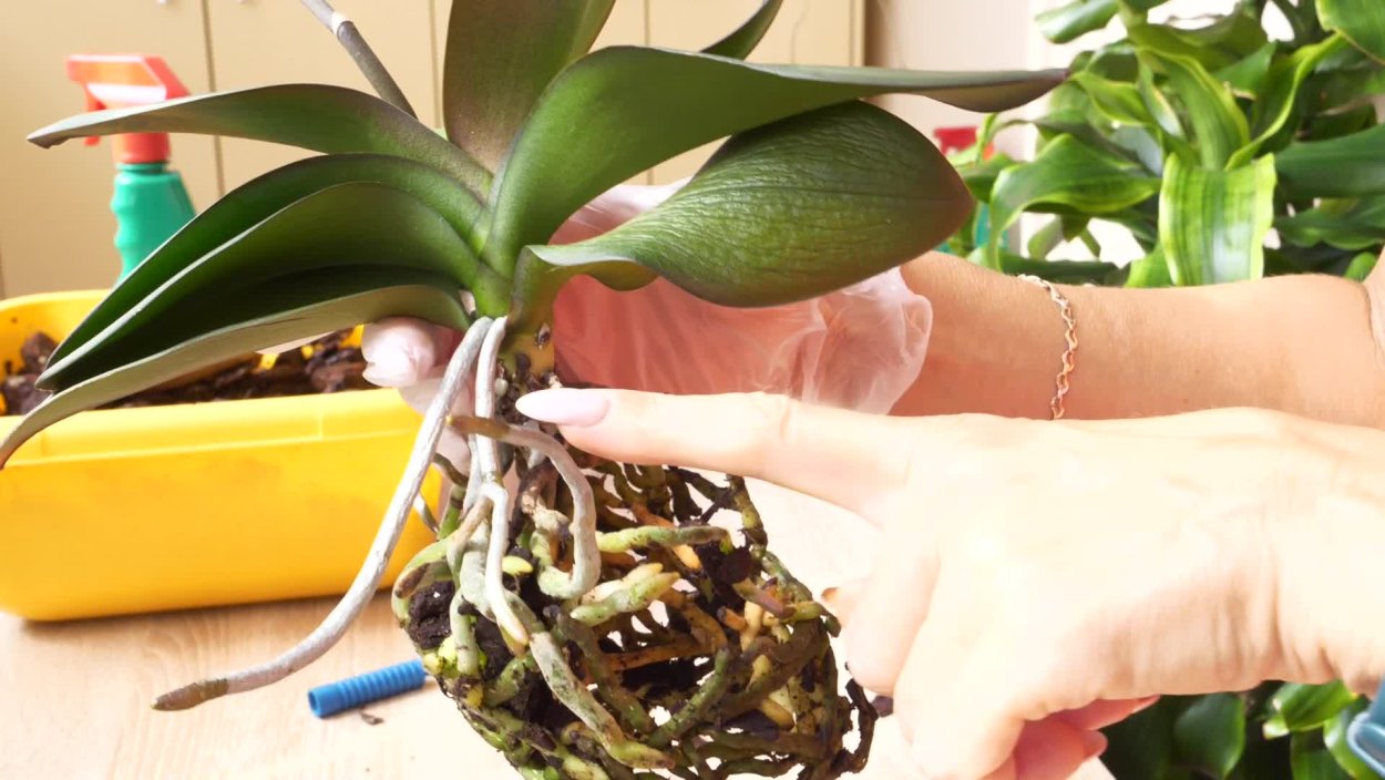 Детки орхидеи фаленопсис