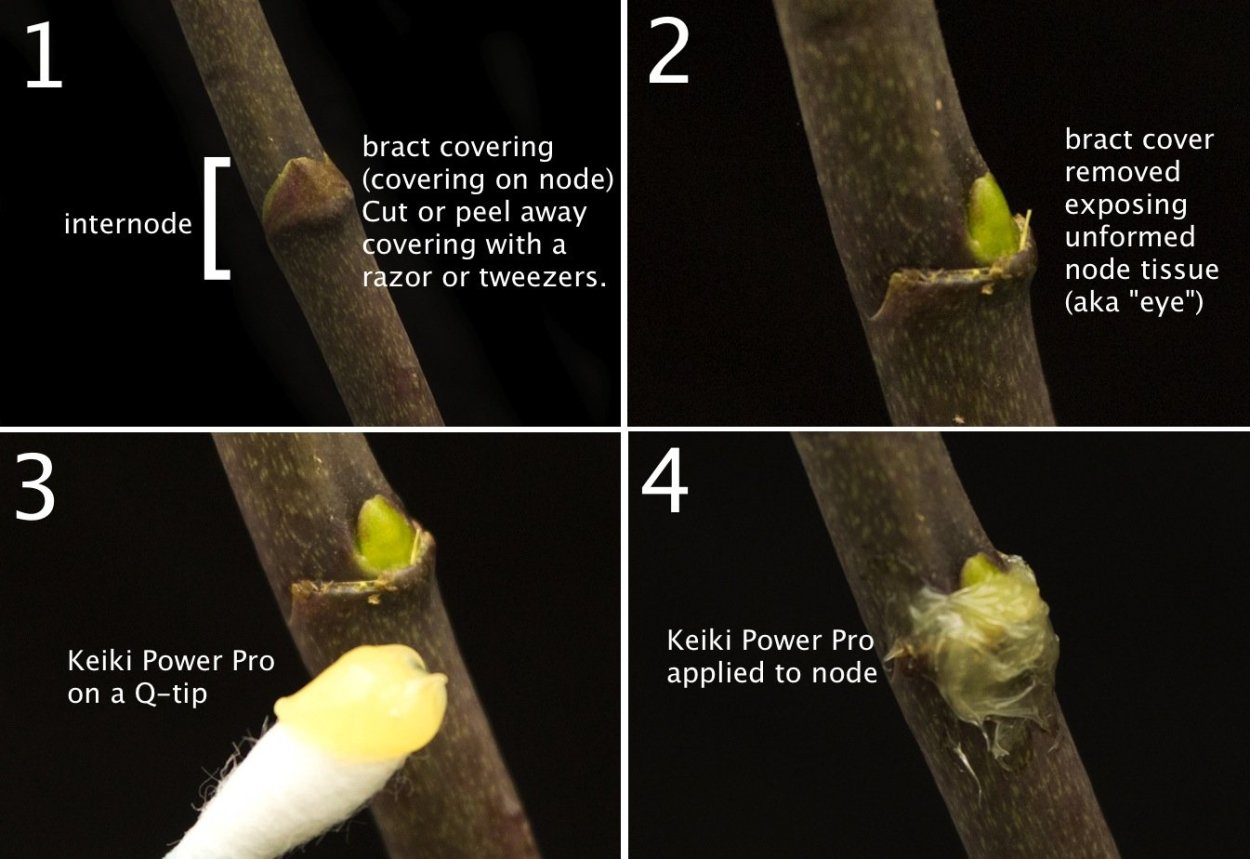 Фаленопсис корни