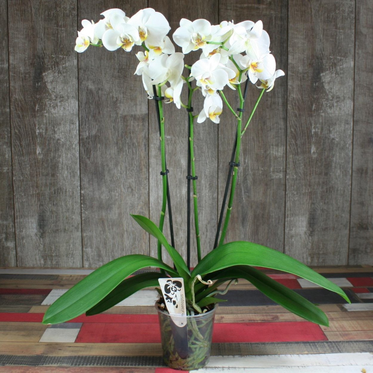 Ризоктониоз орхидеи фаленопсис