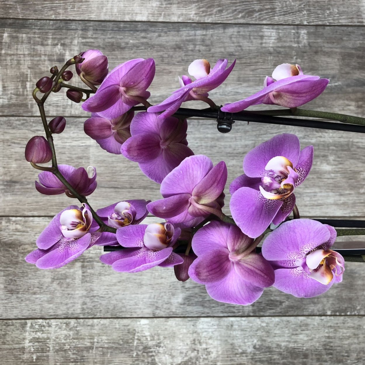 Фаленопсис Каттлея