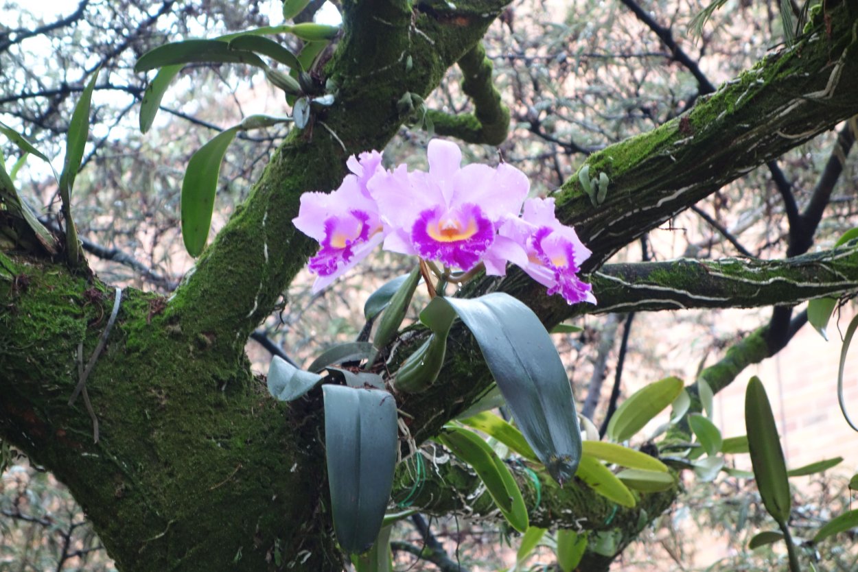 Орхидея фаленопсис корни