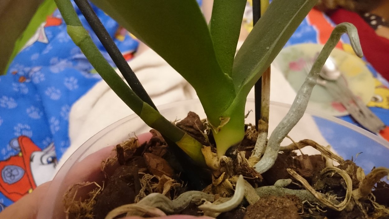 Орхидея фаленопсис корни