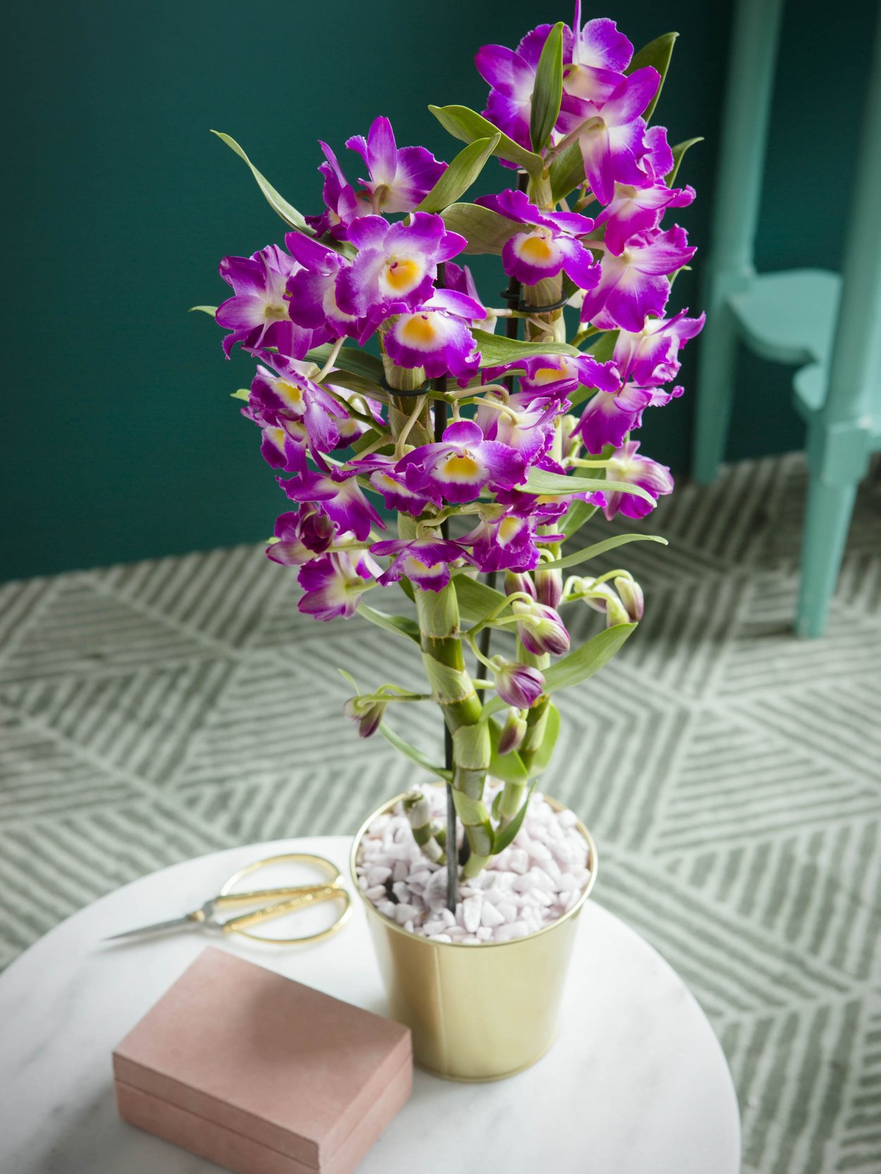 Детки орхидеи фаленопсис