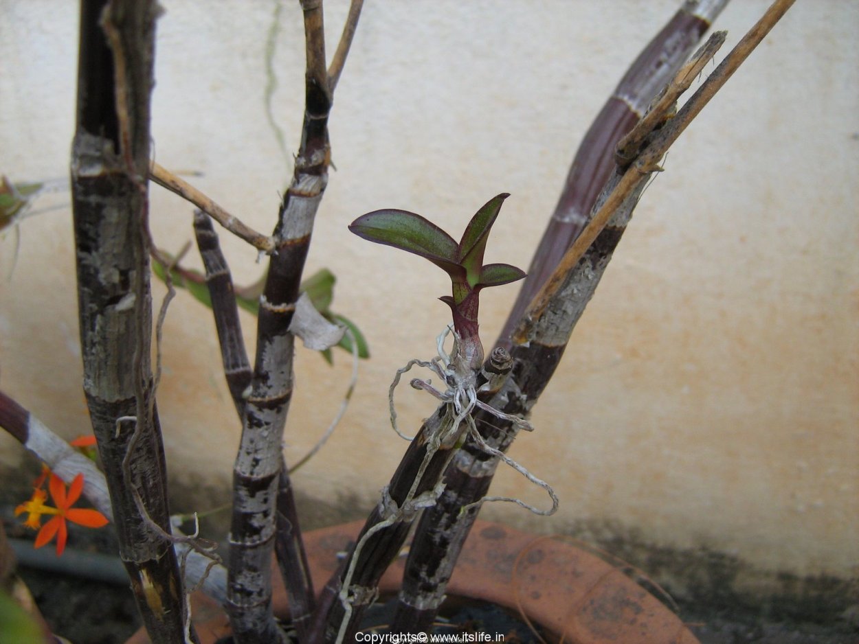 Орхидеи фаленопсис на коряге